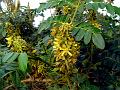 Fever Nut
